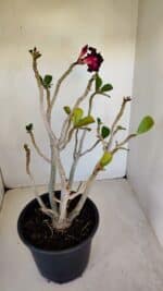 Planta Dobrada 3347 – 45cm – 4 anos - Imagem 5