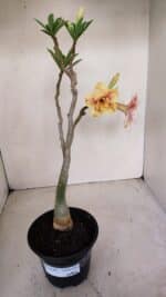 Planta Dobrada 3348 – 35cm – 3 anos - Imagem 2