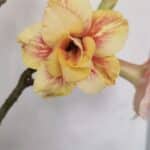 Planta Dobrada 3348 – 35cm – 3 anos