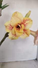 Planta Dobrada 3348 – 35cm – 3 anos