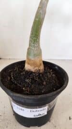 Planta Dobrada 3348 – 35cm – 3 anos - Imagem 7