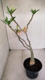 Planta Dobrada 3348 – 35cm – 3 anos - Imagem 6