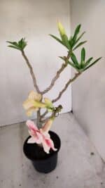 Planta Dobrada 3348 – 35cm – 3 anos - Imagem 5