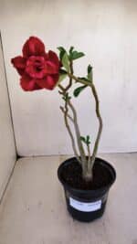 Planta Dobrada 3349 – 30cm – 2 anos - Imagem 2