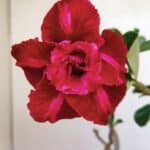 Planta Dobrada 3349 – 30cm – 2 anos