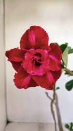 Planta Dobrada 3349 – 30cm – 2 anos