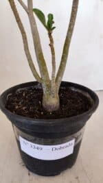 Planta Dobrada 3349 – 30cm – 2 anos - Imagem 7