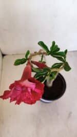 Planta Dobrada 3349 – 30cm – 2 anos - Imagem 4