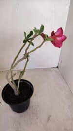 Planta Dobrada 3349 – 30cm – 2 anos - Imagem 6