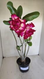 Planta Dobrada 3350 – 40cm – 3 anos - Imagem 2