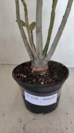 Planta Dobrada 3350 – 40cm – 3 anos - Imagem 8