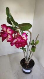 Planta Dobrada 3350 – 40cm – 3 anos - Imagem 7