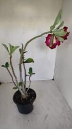 Planta Dobrada 3350 – 40cm – 3 anos - Imagem 6