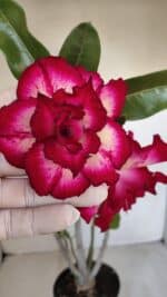 Planta Dobrada 3350 – 40cm – 3 anos - Imagem 4