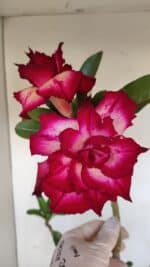 Planta Dobrada 3350 – 40cm – 3 anos - Imagem 5