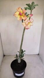 Planta Dobrada 3351 – 35cm – 3 anos - Imagem 2