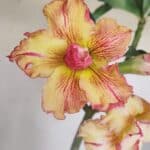 Planta Dobrada 3351 – 35cm – 3 anos