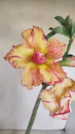 Planta Dobrada 3351 – 35cm – 3 anos