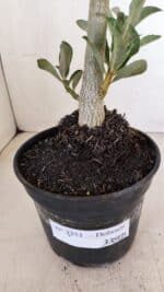 Planta Dobrada 3351 – 35cm – 3 anos - Imagem 7