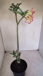 Planta Dobrada 3351 – 35cm – 3 anos - Imagem 6