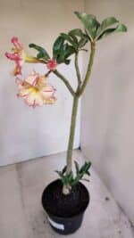 Planta Dobrada 3351 – 35cm – 3 anos - Imagem 5
