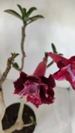 Planta Dobrada 3352 – 50cm – 4 anos - Imagem 4