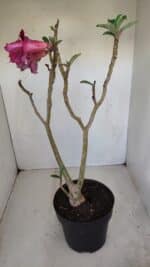 Planta Dobrada 3352 – 50cm – 4 anos - Imagem 5