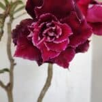 Planta Dobrada 3352 – 50cm – 4 anos