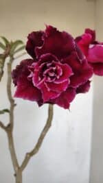 Planta Dobrada 3352 – 50cm – 4 anos