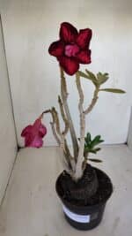 Planta Dobrada 3353 – 35cm – 3 anos - Imagem 2