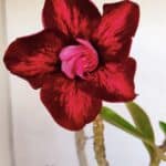 Planta Dobrada 3353 – 35cm – 3 anos