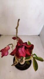 Planta Dobrada 3353 – 35cm – 3 anos - Imagem 5