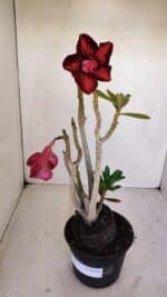 Planta Dobrada 3353 – 35cm – 3 anos - Imagem 8