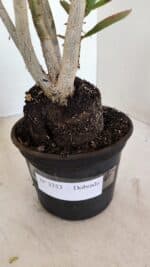 Planta Dobrada 3353 – 35cm – 3 anos - Imagem 7