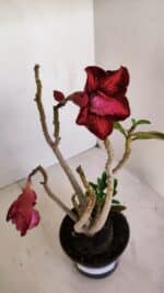 Planta Dobrada 3353 – 35cm – 3 anos - Imagem 4