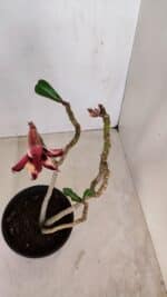 Planta Dobrada 3354 – 35cm – 3 anos - Imagem 6