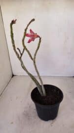 Planta Dobrada 3354 – 35cm – 3 anos - Imagem 5