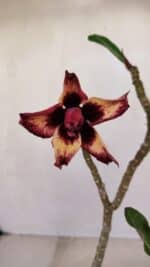 Planta Dobrada 3354 – 35cm – 3 anos - Imagem 4