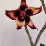 Planta Dobrada 3354 – 35cm – 3 anos