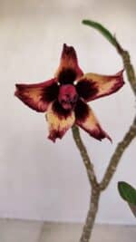 Planta Dobrada 3354 – 35cm – 3 anos