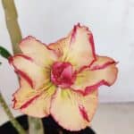 Planta Dobrada 3355 – 45cm – 3 anos