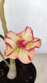 Planta Dobrada 3355 – 45cm – 3 anos