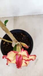 Planta Dobrada 3355 – 45cm – 3 anos - Imagem 5