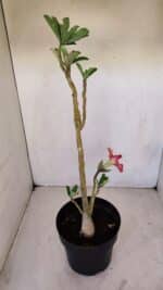 Planta Dobrada 3355 – 45cm – 3 anos - Imagem 6