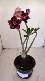 Planta Dobrada 3356 – 35cm – 3 anos - Imagem 2