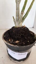 Planta Dobrada 3356 – 35cm – 3 anos - Imagem 7