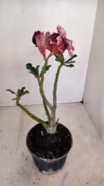 Planta Dobrada 3356 – 35cm – 3 anos - Imagem 5