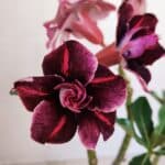 Planta Dobrada 3356 – 35cm – 3 anos