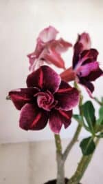 Planta Dobrada 3356 – 35cm – 3 anos