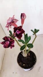 Planta Dobrada 3356 – 35cm – 3 anos - Imagem 4